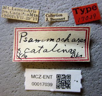 Media type: image;   Entomology 17039 Aspect: labels